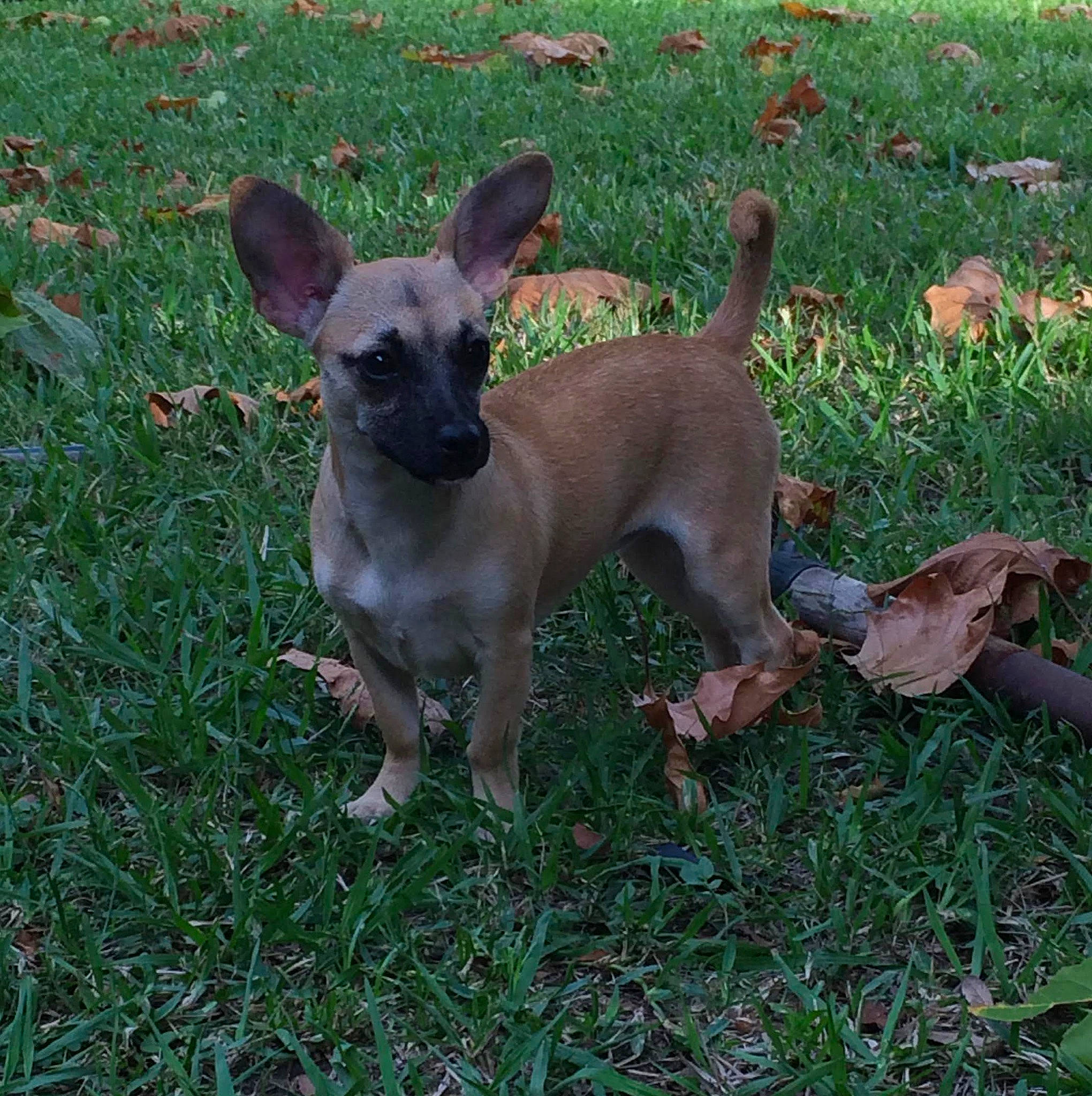 Princess joined the competition — help win amazing prizes! canidae, carnivore, companion_dog, dog, dog_breed, dog_supply, fawn, grass, groundcover, snout, sporting_group, tail, terrestrial_animal, toy_dog, working_animal