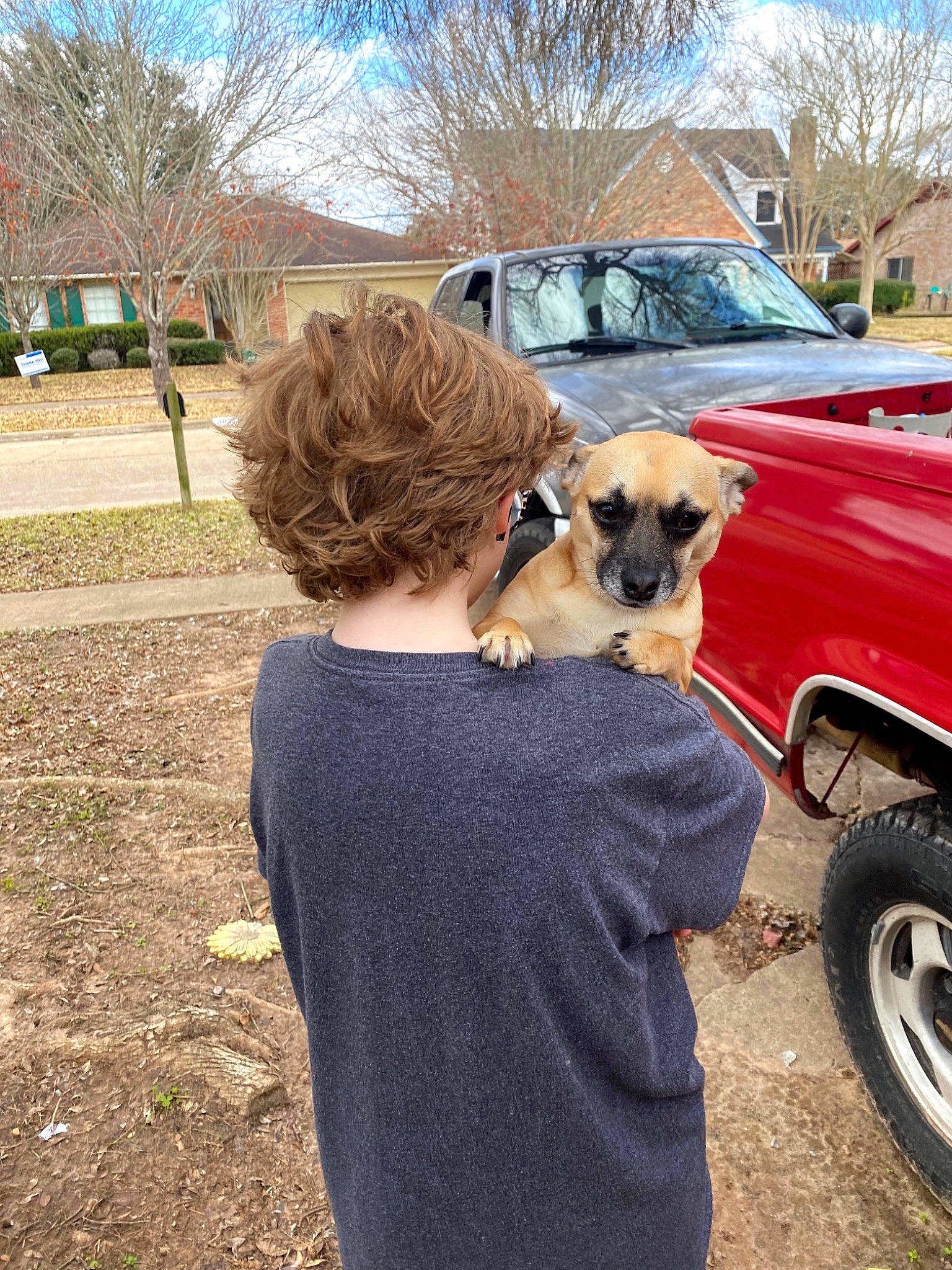 Princess joined the competition — help win amazing prizes! automotive_exterior, automotive_tire, car, carnivore, companion_dog, dog, dog_breed, fawn, grass, hood, motor_vehicle, plant, sky, snout, street_fashion, tire, tree, vehicle, vehicle_door, wheel