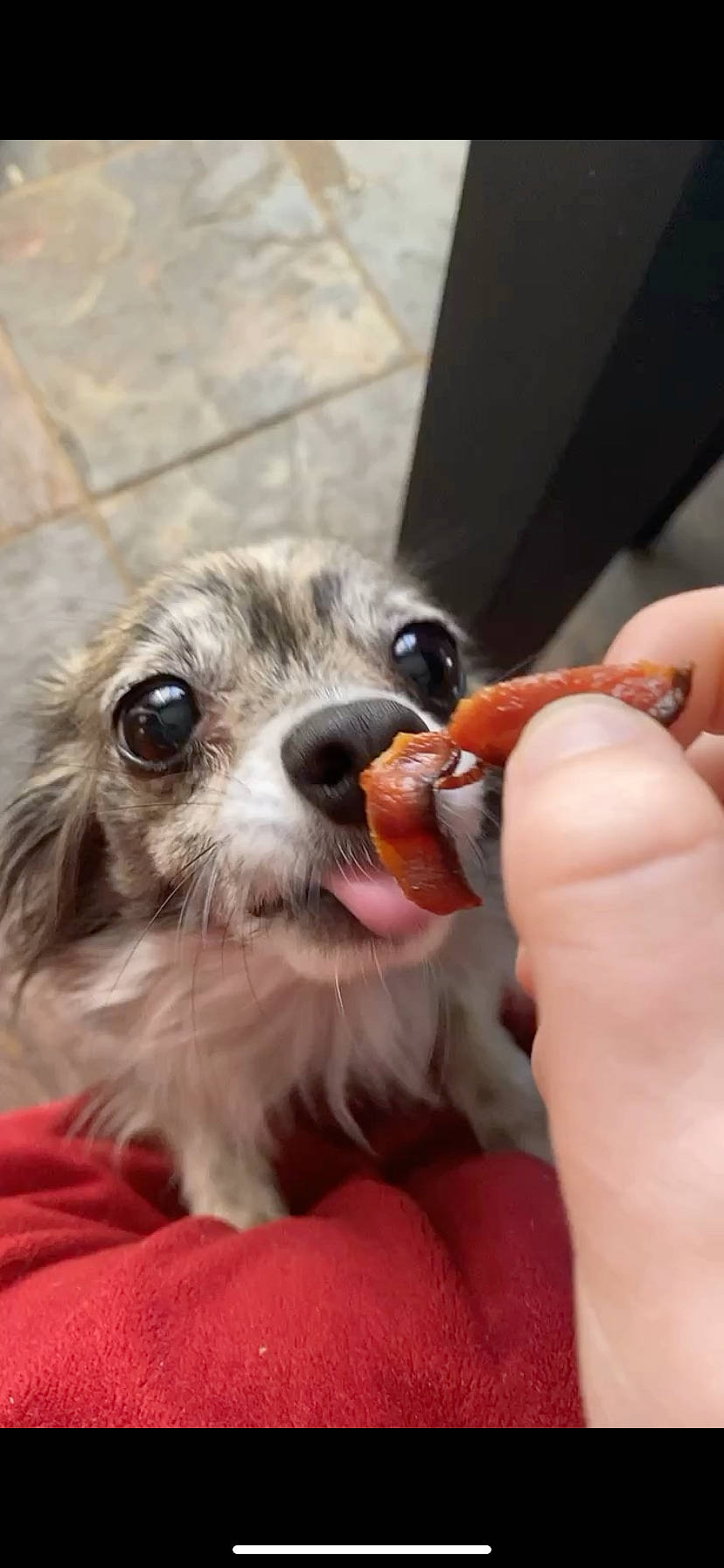 Magic joined the competition — help win amazing prizes! canidae, carnivore, chihuahua, companion_dog, dog, dog_breed, dog_supply, ear, eyewear, fawn, fur, nail, papillon, pomeranian, snout, spaniel, sporting_group, terrier, toy_dog, whiskers