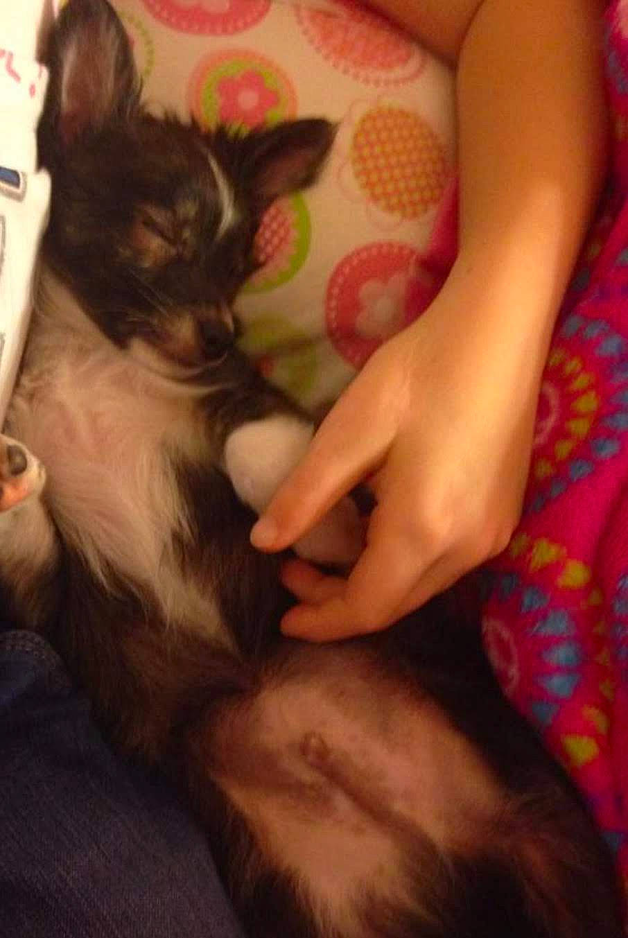 Magic joined the competition — help win amazing prizes! beard, carnivore, comfort, companion_dog, dog_breed, ear, fawn, felidae, finger, gesture, human_body, human_leg, lap, leg, nail, small_to_medium_sized_cats, snout, thigh, whiskers, wrist