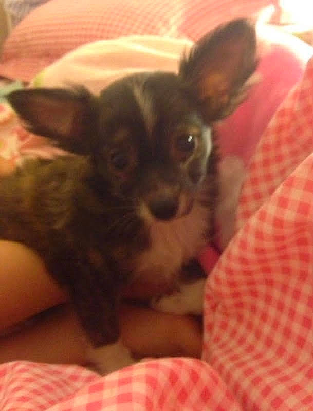 Magic is registered to the contest to win money with this photo: bed, canidae, carnivore, chihuahua, comfort, companion_dog, dog, dog_breed, ear, fawn, fur, pattern, plaid, russkiy_toy, snout, sporting_group, tartan, toy_dog, whiskers, working_animal