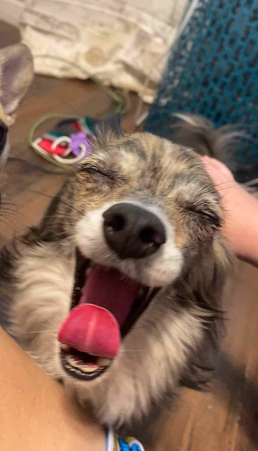 Magic joined the competition — help win amazing prizes! ancient_dog_breeds, canidae, carnivore, claw, collar, companion_dog, dog, dog_breed, fang, fawn, fur, fur_clothing, paw, puppy, snout, sporting_group, whiskers, wildlife, working_animal, working_dog