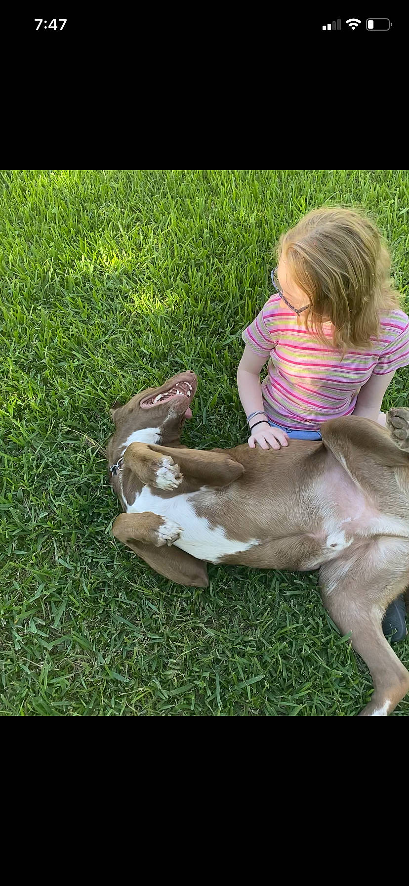 Buddy joined the competition — help win amazing prizes! baby, canidae, carnivore, child, companion_dog, dog, dog_breed, goats, grass, groundcover, livestock, pasture, people_in_nature, plant, play, sitting, tail, toddler, working_animal