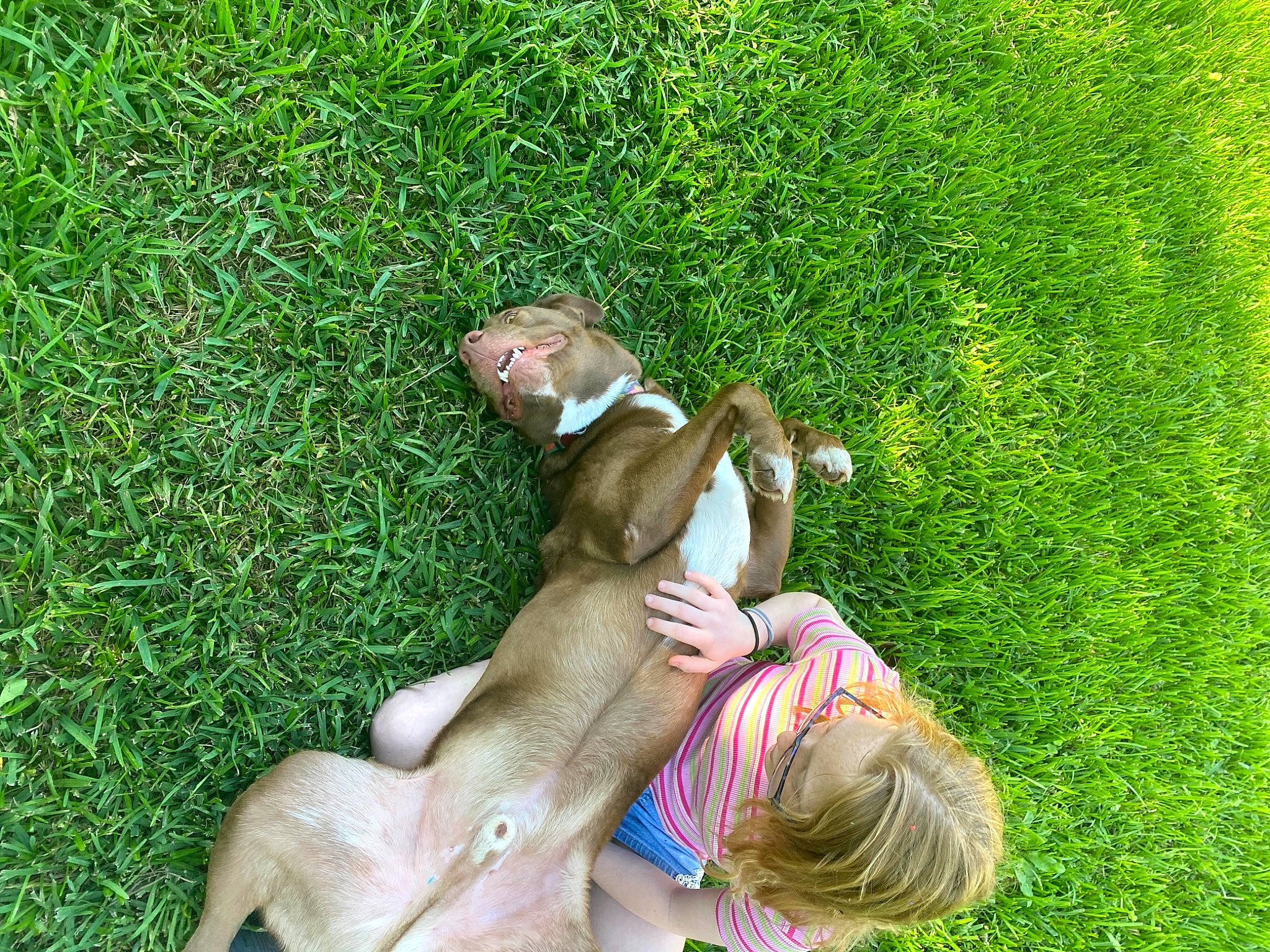 Buddy joined the competition — help win amazing prizes! barefoot, canidae, companion_dog, fawn, foot, gesture, grass, grassland, green, groundcover, happy, human_leg, lawn, leisure, meadow, people_in_nature, plant, recreation, sporting_group, thumb