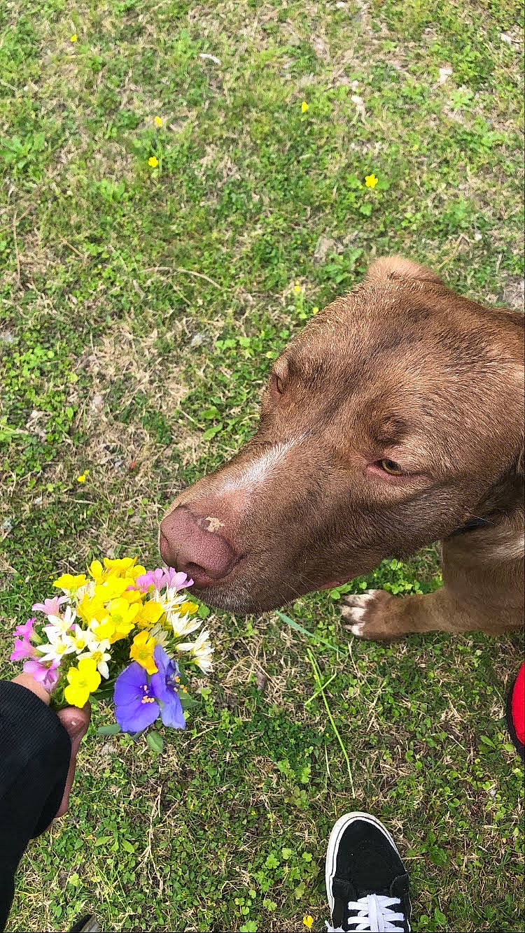 Buddy is registered to the contest to win money with this photo: annual_plant, dog_breed, fawn, flower, flowering_plant, garden, grass, grass_family, groundcover, herbaceous_plant, livestock, people_in_nature, petal, plant, shrub, snout, soil, terrestrial_animal, wildflower, working_animal