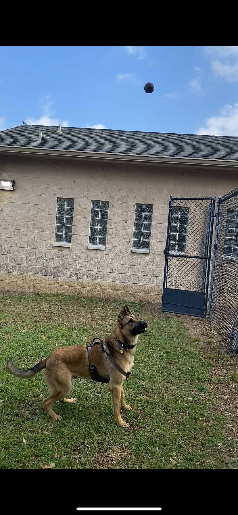 Ray is registered to the contest to win money with this photo: building, canidae, carnivore, cloud, collar, cottage, dog, dog_breed, dog_supply, fawn, grass, house, property, roof, sky, snout, sporting_group, tail, window, working_animal