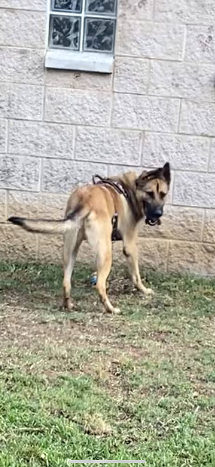 Ray joined the competition — help win amazing prizes! ancient_dog_breeds, canidae, carnivore, companion_dog, dog, dog_breed, dog_supply, fawn, grass, herding_dog, non_sporting_group, old_german_shepherd_dog, pet_supply, snout, sporting_group, tail, terrestrial_animal, tire, working_animal, working_dog