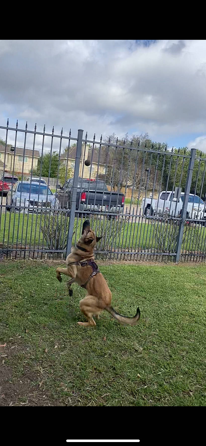 Ray is registered to the contest to win money with this photo: car, carnivore, cloud, dog, dog_breed, east_european_shepherd, fawn, fence, german_shepherd_dog, grass, king_shepherd, law_enforcement, old_german_shepherd_dog, recreation, sky, tail, tire, vehicle, wheel, wire_fencing