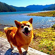 Bear is registered to the contest to win money with this photo: dog, outdoor, lake, water, mountains, sunny, log, grass, smiling, pet, nature, daylight, canine, fur, happy, animal, landscape, sky, tongue_out, forest