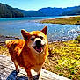 dog, outdoor, lake, water, mountains, sunny, log, grass, smiling, pet, nature, daylight, canine, fur, happy, animal, landscape, sky, tongue_out, forest