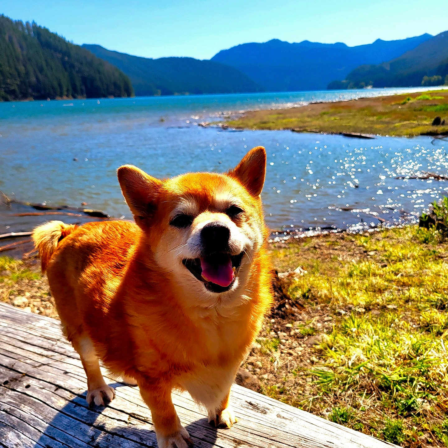 Bear is registered to the contest to win money with this photo: animal, canine, daylight, dog, forest, fur, grass, happy, lake, landscape, log, mountains, nature, outdoor, pet, sky, smiling, sunny, tongue_out, water