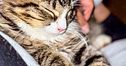 Tux is registered to the contest to win money with this photo: cat, tabby_cat, sleeping, sleepy, close_up, pet, feline, whiskers, pink_nose, striped_fur, white_paws, paw, ears, cozy, cuddling, indoor, blanket, relaxed, portrait, animal