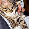 cat, tabby_cat, sleeping, sleepy, close_up, pet, feline, whiskers, pink_nose, striped_fur, white_paws, paw, ears, cozy, cuddling, indoor, blanket, relaxed, portrait, animal