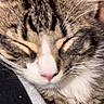 Tux is registered to the contest to win money with this photo: cat, tabby_cat, sleeping, sleepy, close_up, furry, whiskers, pink_nose, closed_eyes, striped_fur, gray_fur, white_fur, pet, animal, face, muzzle, relaxed, cozy, portrait, indoors