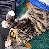 Tux is registered to the contest to win money with this photo: cat, tabby_cat, sleeping, relaxed, upside_down, paws, white_paws, fur, whiskers, ears, striped_fur, cozy, blanket, green_blanket, blue_blanket, couch, indoor, pet, cute, nap