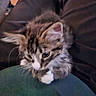 cat, kitten, fluffy, long_hair, tabby, brown_fur, white_paws, white_chest, blue_eyes, whiskers, ears, pet, animal, indoor, lap, couch, fabric, close_up, upside_down, relaxed