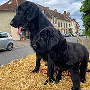 Poupette Et Melo a rejoint le concours — aidez-le/la à gagner de superbes lots ! dog, black_dog, puppy, straw, street, village, cloudy_sky, sidewalk, car, building, roof, chimney, window, fence, tree, outdoor, animal, pet, canine, nature