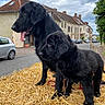 dog, black_dog, puppy, straw, street, village, cloudy_sky, sidewalk, car, building, roof, chimney, window, fence, tree, outdoor, animal, pet, canine, nature