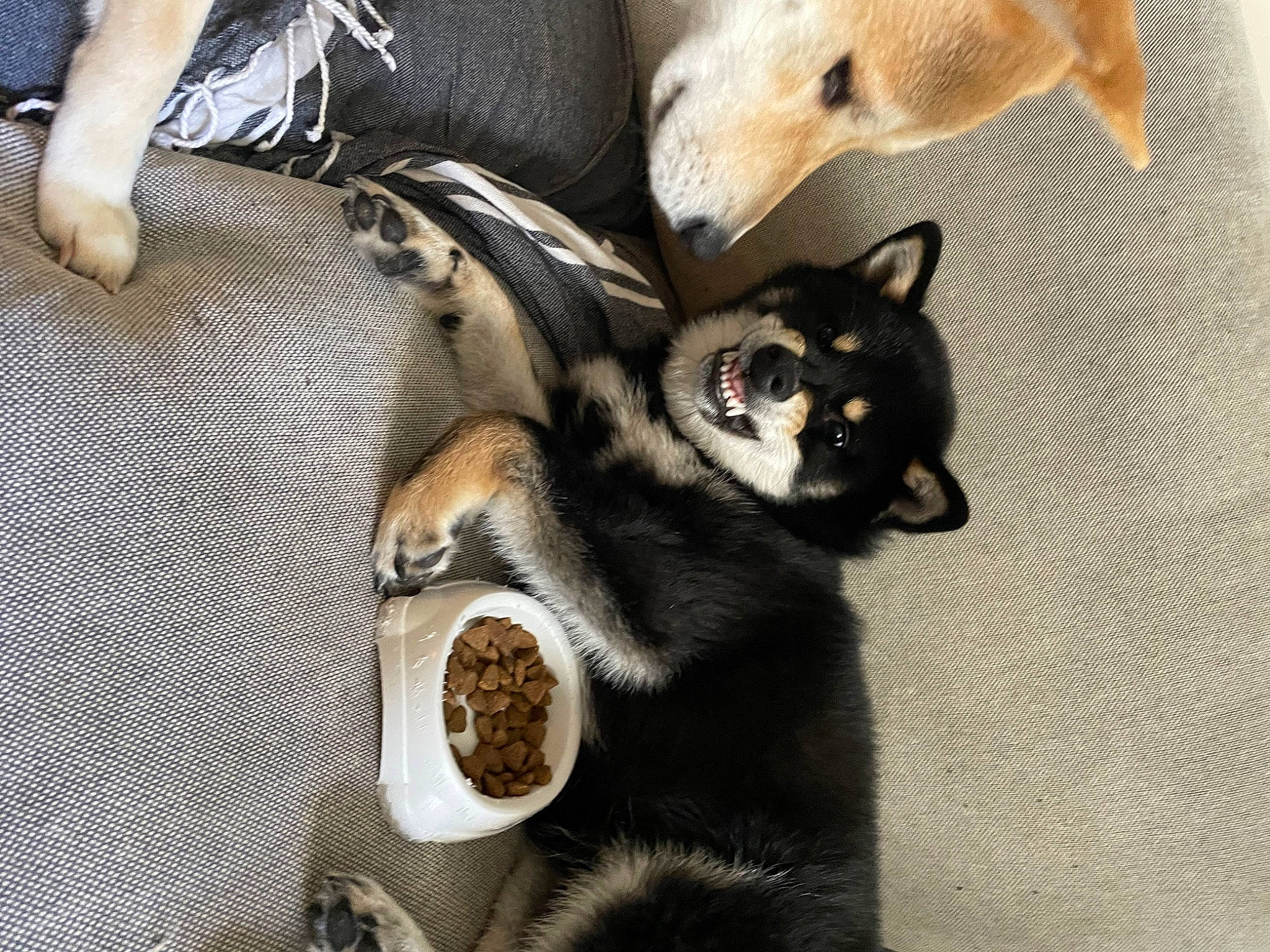 Taiko participe au concours pour gagner de l'argent avec cette photo : bowl, canidae, carnivore, cat, cat_supply, comfort, companion_dog, dog_breed, domestic_short_haired_cat, felidae, fur, paw, pet_supply, recipe, small_to_medium_sized_cats, snout, tableware, tail, whiskers, wood