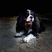 Tonic participe au concours pour gagner de l'argent avec cette photo : dog, cavalier_king_charles_spaniel, tricolor, pet, animal, portrait, outdoor, dirt_path, leash, collar, long_hair, floppy_ears, white_chest, white_paws, black_fur, brown_markings, sitting, looking_at_camera, nature, canine