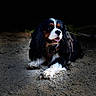 dog, cavalier_king_charles_spaniel, tricolor, pet, animal, portrait, outdoor, dirt_path, leash, collar, long_hair, floppy_ears, white_chest, white_paws, black_fur, brown_markings, sitting, looking_at_camera, nature, canine