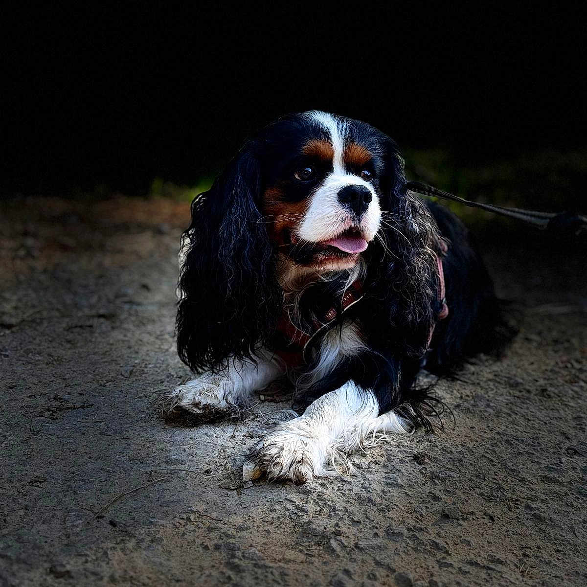 Tonic participe au concours pour gagner de l'argent avec cette photo : dog, cavalier_king_charles_spaniel, tricolor, pet, animal, portrait, outdoor, dirt_path, leash, collar, long_hair, floppy_ears, white_chest, white_paws, black_fur, brown_markings, sitting, looking_at_camera, nature, canine