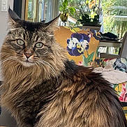 Praline participe au concours pour gagner de l'argent avec cette photo : cat, maine_coon, longhaired, fluffy, tabby, brown_fur, pet, animal, portrait, sitting, indoors, sunroom, window, flowers, plants, furniture, blanket, whiskers, green_eyes, photography