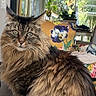 cat, maine_coon, longhaired, fluffy, tabby, brown_fur, pet, animal, portrait, sitting, indoors, sunroom, window, flowers, plants, furniture, blanket, whiskers, green_eyes, photography