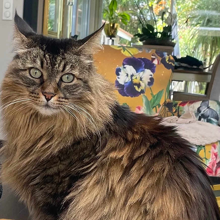 Praline