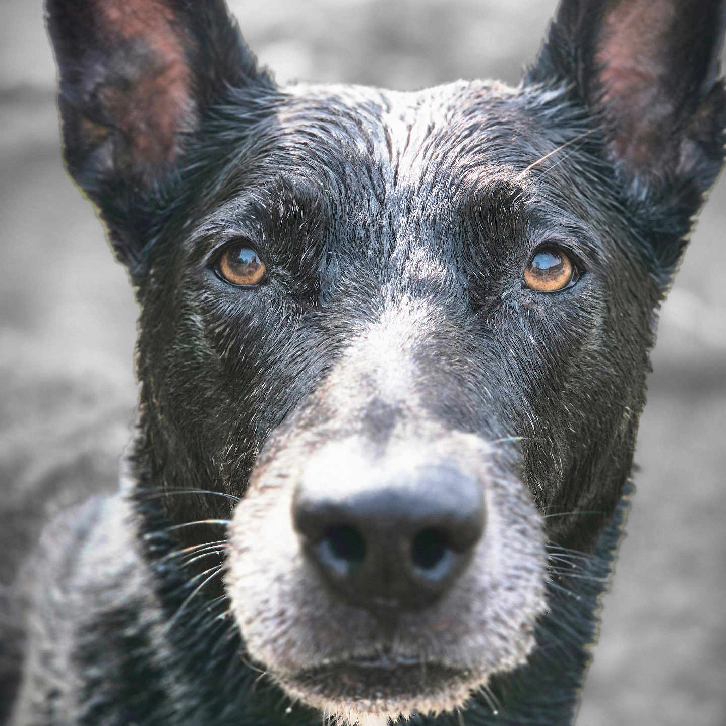 Arkass a rejoint le concours — aidez-le/la à gagner de superbes lots ! animal, black, blurred_background, canine, close_up, dog, ears, expression, eyes, face, fur, looking, muzzle, nose, outdoor, pet, portrait, wet, whiskers, white