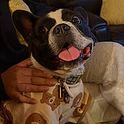 Theo is registered to the contest to win money with this photo: dog, black_and_white, tongue_out, sweater, bear_pattern, pet, hand, indoor, blanket, couch, cushion, cozy, happy, close_up, collar, tags, fur, eyes, mouth, comfort