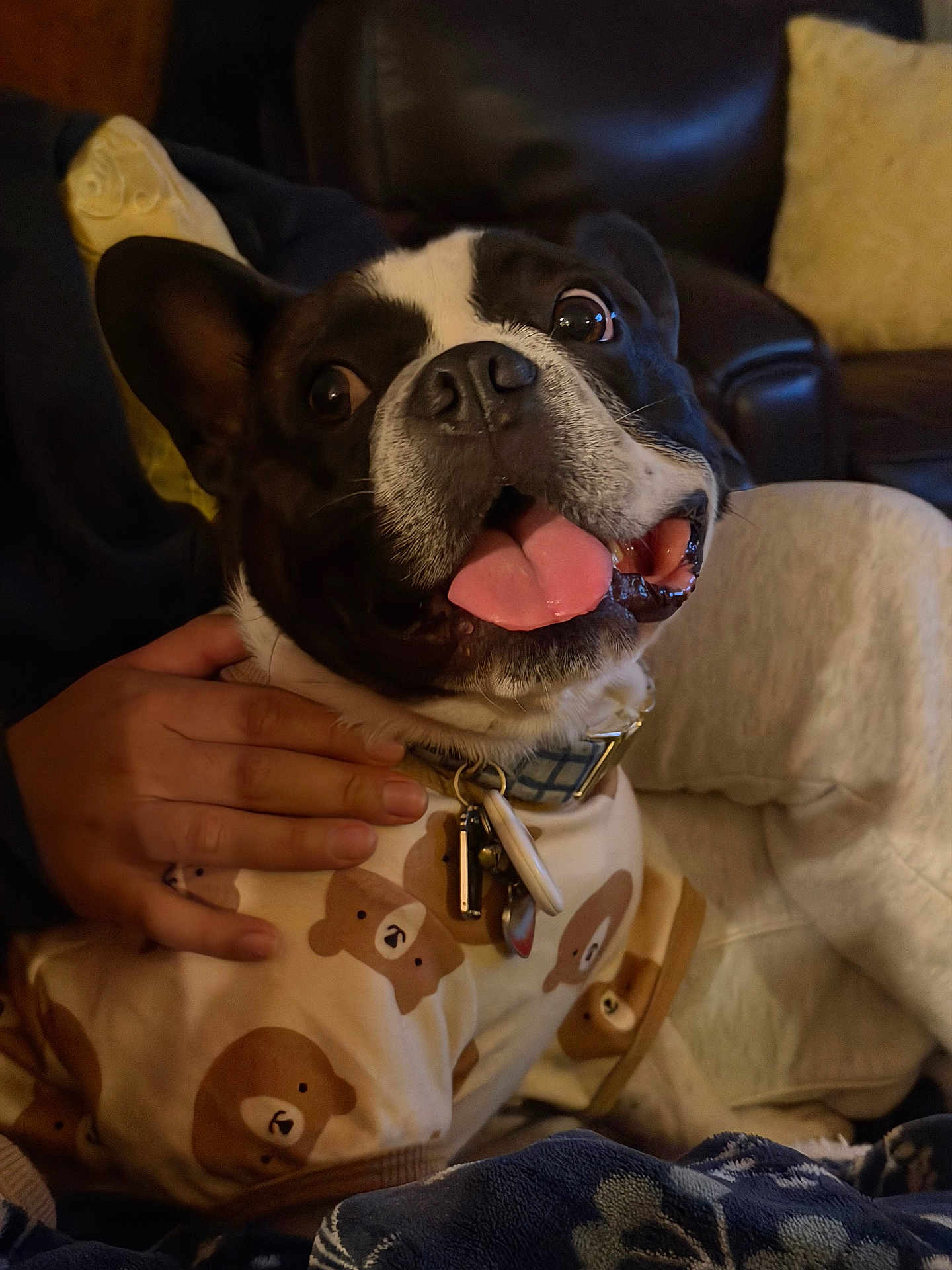 Theo is registered to the contest to win money with this photo: dog, black_and_white, tongue_out, sweater, bear_pattern, pet, hand, indoor, blanket, couch, cushion, cozy, happy, close_up, collar, tags, fur, eyes, mouth, comfort