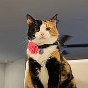 Bobo is registered to the contest to win money with this photo: animal, calico, cat, chair, collar, cute, domestic, ears, eyes, feline, flower, fur, house, indoor, pet, portrait, sitting, tail, whiskers, white