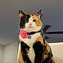 animal, calico, cat, chair, collar, cute, domestic, ears, eyes, feline, flower, fur, house, indoor, pet, portrait, sitting, tail, whiskers, white