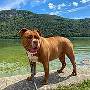 Ruby a rejoint le concours — aidez-le/la à gagner de superbes lots ! animal, boxer, bulldog, canine, dog, face, head, lake, nature, outdoors, person, pet, pitbull, plant, rock, sky, summer, tree, vegetation, water
