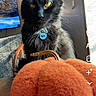 Stormie is registered to the contest to win money with this photo: cat, black_cat, yellow_eyes, pumpkin, orange, indoor, chair, television, sunlight, pet, collar, furry, cozy, table, social_media, screen, animal, cute, portrait, feline