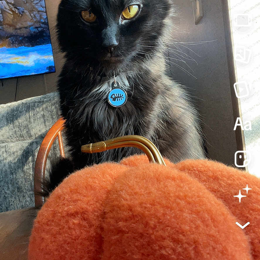 Stormie is registered to the contest to win money with this photo: cat, black_cat, yellow_eyes, pumpkin, orange, indoor, chair, television, sunlight, pet, collar, furry, cozy, table, social_media, screen, animal, cute, portrait, feline