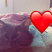 Stormie is registered to the contest to win money with this photo: cat, black_cat, blanket, heart_emoji, bedroom, cozy, indoor, soft_texture, fur, resting, pet, animal, comfort, sleepy, domestic_cat, feline, cute, relaxing, warm, companion