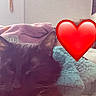 cat, black_cat, blanket, heart_emoji, bedroom, cozy, indoor, soft_texture, fur, resting, pet, animal, comfort, sleepy, domestic_cat, feline, cute, relaxing, warm, companion