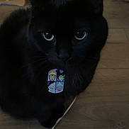 Stormie joined the competition — help win amazing prizes! black_cat, cat, pet, indoor, wooden_floor, tag, collar, green_eyes, animal, feline, dark, floor, cord, sitting, cute, whiskers, domestic_cat, mysterious, close_up, portrait
