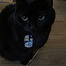 black_cat, cat, pet, indoor, wooden_floor, tag, collar, green_eyes, animal, feline, dark, floor, cord, sitting, cute, whiskers, domestic_cat, mysterious, close_up, portrait