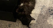 Stormie is registered to the contest to win money with this photo: cat, black_cat, fluffy, lying_down, indoor, rug, floor, tv_stand, relaxed, pet, furniture, home, cozy, animal, whiskers, ears, tail, wood_floor, cable, blanket