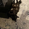 cat, black_cat, fluffy, lying_down, indoor, rug, floor, tv_stand, relaxed, pet, furniture, home, cozy, animal, whiskers, ears, tail, wood_floor, cable, blanket