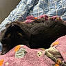Stormie is registered to the contest to win money with this photo: cat, black_cat, bed, blanket, blue_blanket, pink_blanket, patterned_blanket, cozy, indoor, pet, feline, sleeping, resting, fur, cute, animal, domestic, relaxation, window, fan