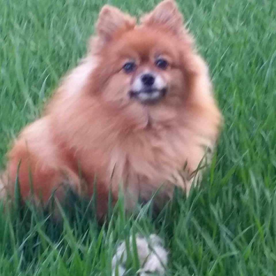 Pennycandy is registered to the contest to win money with this photo: animal, canine, chow, cockerspaniel, dog, eskimodog, grass, lawn, nature, outdoors, papillon, pet, plant, puppy, yard