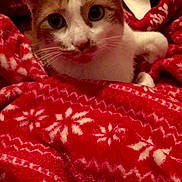 Milo is registered to the contest to win money with this photo: