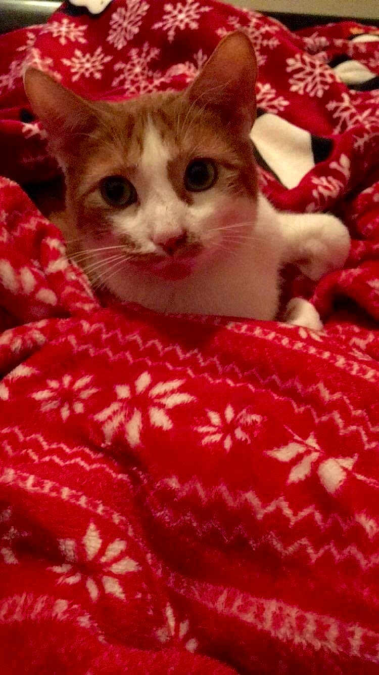Milo
