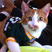 Milo is registered to the contest to win money with this photo: