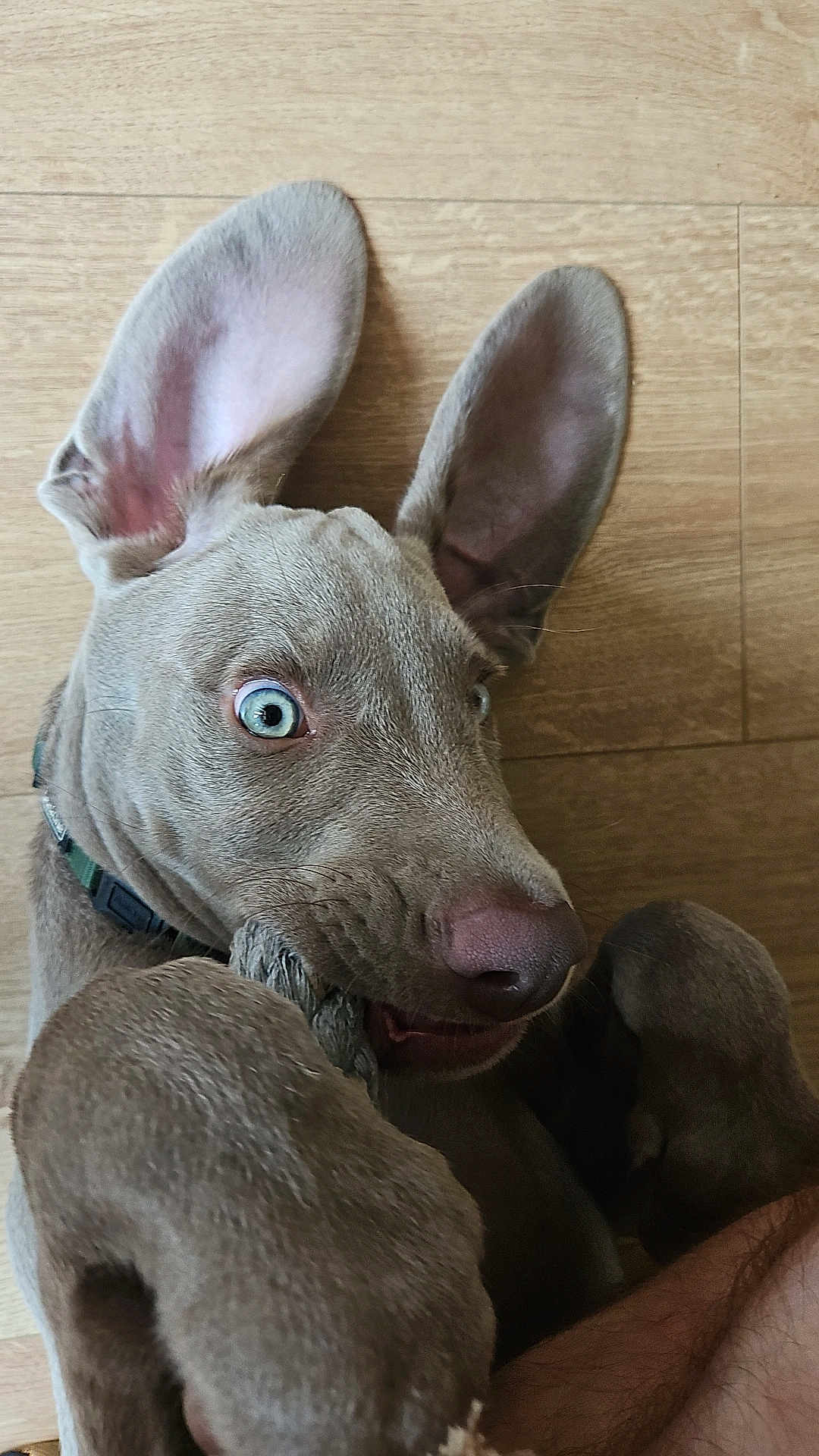Aïko participe au concours pour gagner de l'argent avec cette photo : dog, puppy, blue_eyes, ears, rope_toy, chewing, playful, wooden_floor, pet, close_up, animal, canine, young_dog, collar, snout, fur, tongue, paw, indoor, expression