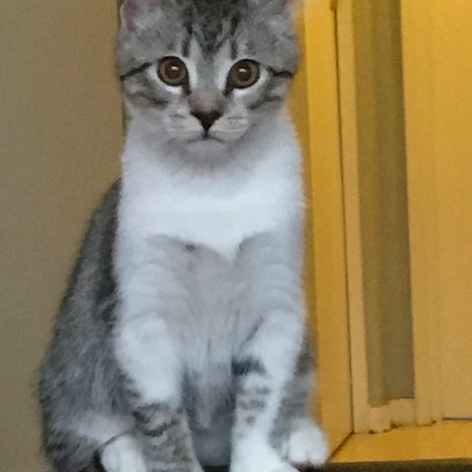 Tuki